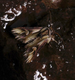 2988   Actinotia polyodon  193.jpg