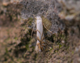 0349   Phyllonorycter tenerella  011.jpg