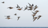 Bar-tailed Godwit  3370.jpg