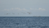 Wigeon  3683.jpg