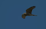 Sparrowhawk  5323.jpg