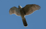 Sparrowhawk  5330.jpg