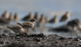 Ringed Plover  6561.jpg