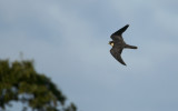 Hobby  7293.jpg