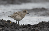 Grey Plover  7507.jpg