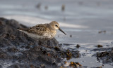 Dunlin  7601.jpg