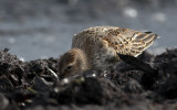 Dunlin  7603.jpg