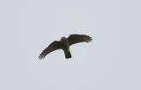 Sparrowhawk  8030.jpg