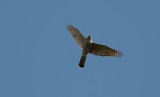 Sparrowhawk  9737.jpg