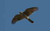 Sparrowhawk  9743.jpg