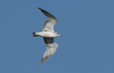 Common Gull  6655.jpg