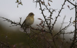 Willow Warbler  0950.jpg