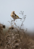 Goldfinch  1010.jpg