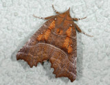 2623   Scoliopteryx libatrix  2062.jpg