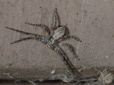 spider2438.jpg