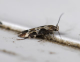 0882   Mompha divisella  5152.jpg