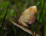 2198   Plagodis dolabraria  5193.jpg