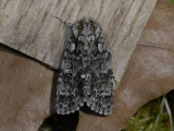 2569   Acronicta rumicis  5234.jpg