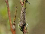 1256   Acleris hastiana  5263.jpg