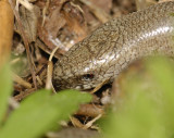 Anguis fragilis  5832.jpg