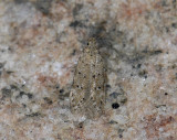 0998   Pseudotelphusa paripunctella  6343.jpg