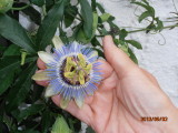 Passion Flower