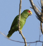 White-fronted Parrot