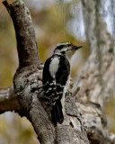 Downy Woodpecker in Rancho del Oso.JPG