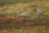 Sandhill Cranes