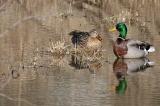 Mallard Ducks - North Rd Greenville WI