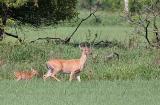 Right around the corner from my house, this mom was cautiously trying to move her kid across the road.