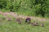 This family of geese spotted along cty hwy S, New London.