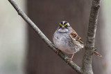 White-throated Sparrow