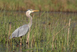 Great Blue Heron along the Wolf River