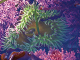 Sea Anenome #5232