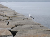 Breakwater Comp #6910.JPG