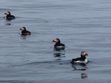 Puffins #P6221124