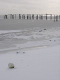 Snowshower at Belfast Harbor