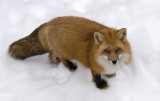 Red Fox