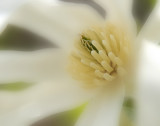 Star Magnolia