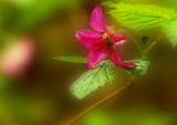 Dwarf Dogwood   Ketchikan Rain Forest ; Alaska