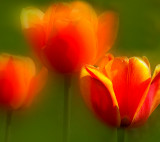 Les Trois Tulipes