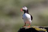 Puffin