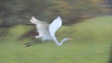 Little Egret (Arty)