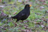 Blackbird