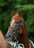 img_5386b.jpg (Hovman)