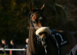 img_7344c.jpg (Valley's Pride)