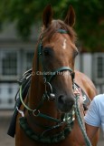 img_6437b.jpg (Intigold)
