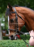 img_6450b.jpg (Kamji)