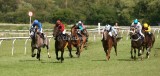 img_6620b.jpg (Haras de Fresnay-le-Buffard)